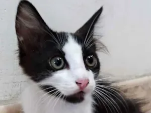 Gato raça SRD idade Abaixo de 2 meses nome Fulano