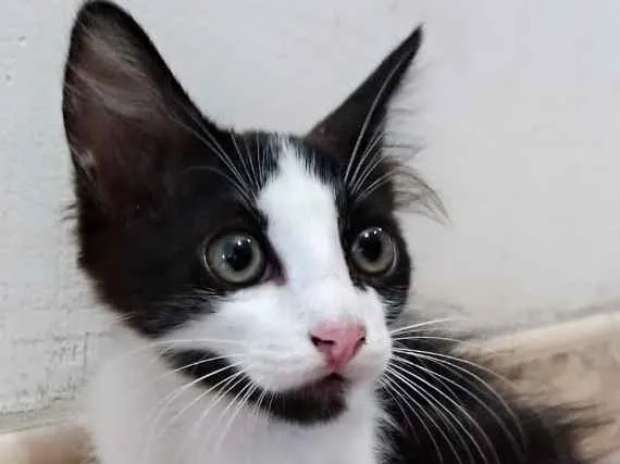Gato ra a SRD idade Abaixo de 2 meses nome Fulano