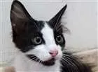 Gato raça SRD idade Abaixo de 2 meses nome Fulano