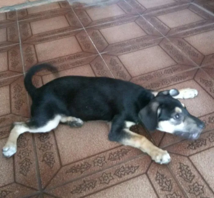 Cachorro ra a Vira lata idade 2 a 6 meses nome Belinha