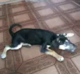 Belinha