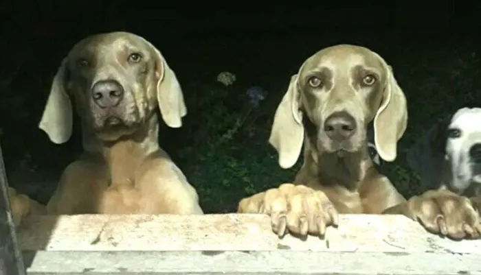Cachorro ra a Weimaraner  idade 3 anos nome Kiron e Kiara 