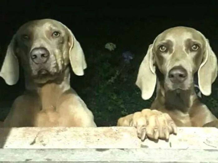 Cachorro ra a Weimaraner  idade 3 anos nome Kiron e Kiara 