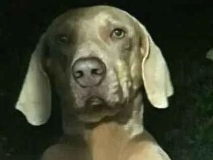 Cachorro ra a Weimaraner  idade 3 anos nome Kiron e Kiara 