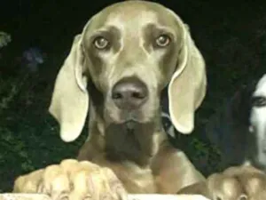Cachorro raça Weimaraner  idade 3 anos nome Kiron e Kiara 