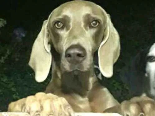 Cachorro ra a Weimaraner  idade 3 anos nome Kiron e Kiara 
