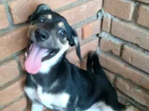 Cachorro raça Vira lata idade 2 a 6 meses nome Belinha