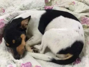 Cachorro raça Sem raça definida idade 7 a 11 meses nome Filó