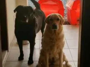 Cachorro raça LABRADOR  idade 5 anos nome MARLEY / LANA
