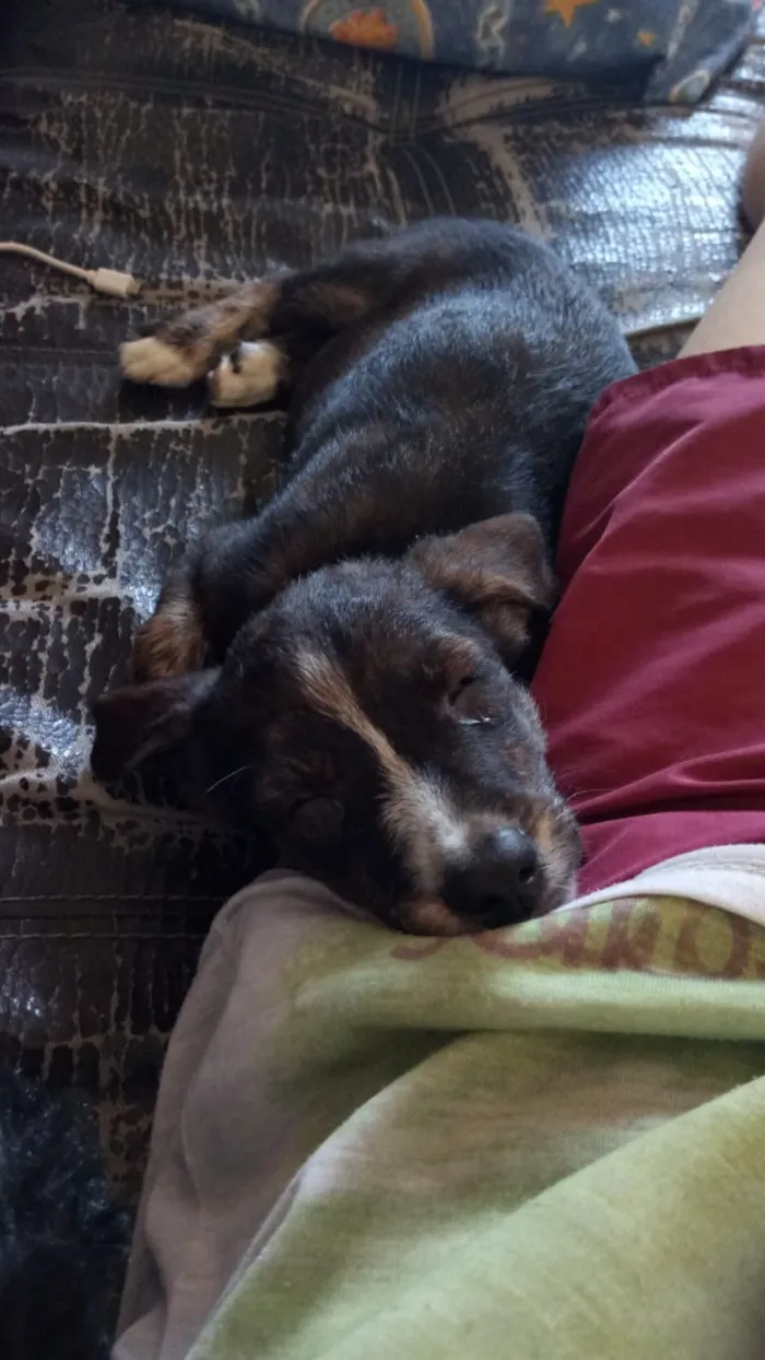 Cachorro ra a Sem raça definida idade 2 a 6 meses nome Sem nome 