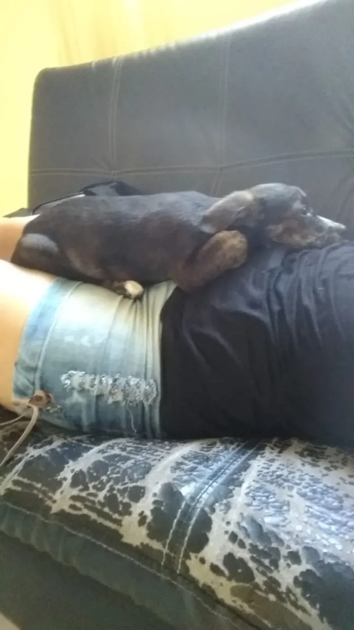 Cachorro ra a Sem raça definida idade 2 a 6 meses nome Sem nome 