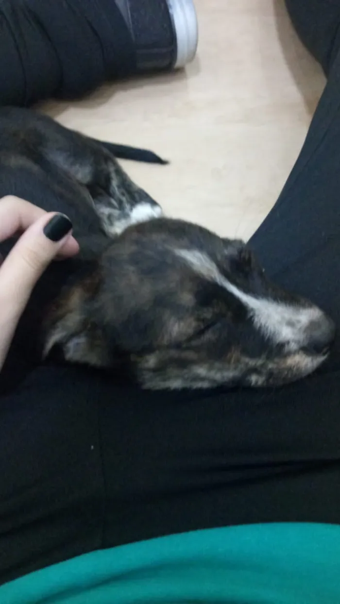 Cachorro ra a Sem raça definida idade 2 a 6 meses nome Sem nome 