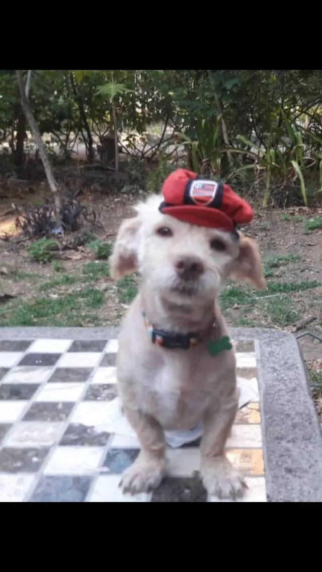 Cachorro ra a SRD idade 2 anos nome Kin