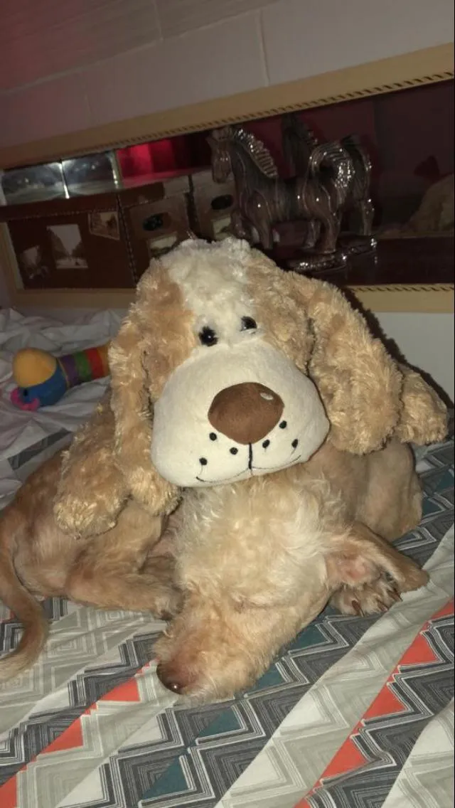 Cachorro ra a SRD idade 2 anos nome Kin