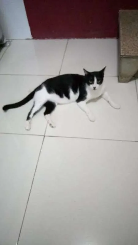 Gato ra a srd idade 7 a 11 meses nome Frajola