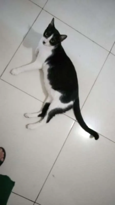 Gato ra a srd idade 7 a 11 meses nome Frajola
