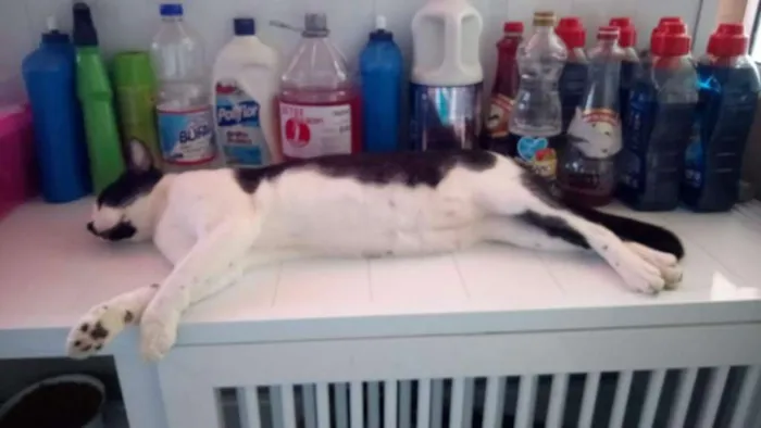 Gato ra a srd idade 7 a 11 meses nome Frajola