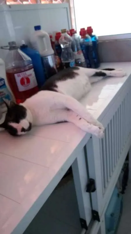 Gato ra a srd idade 7 a 11 meses nome Frajola