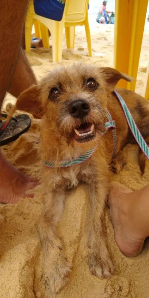 Cachorro ra a Vira lata  idade 1 ano nome Brigitte 