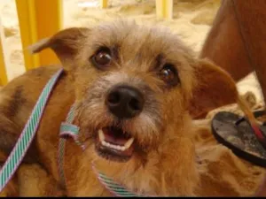 Cachorro raça Vira lata  idade 1 ano nome Brigitte 