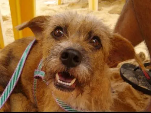 Cachorro ra a Vira lata  idade 1 ano nome Brigitte 
