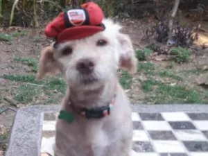 Cachorro raça SRD idade 2 anos nome Kin