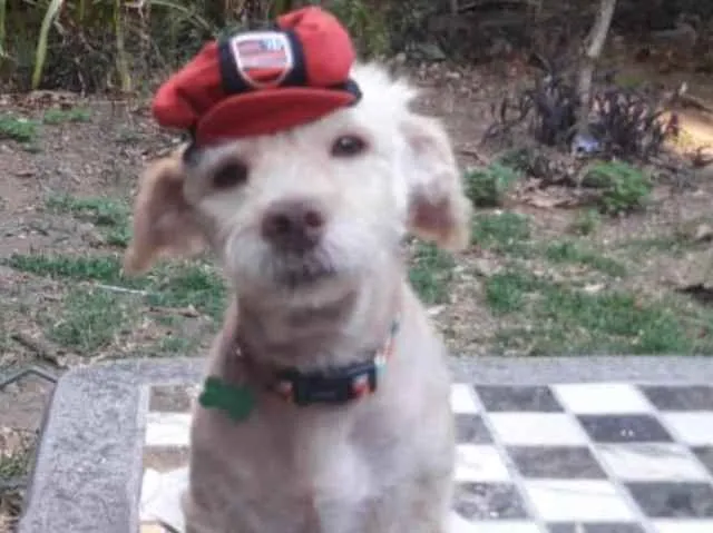 Cachorro ra a SRD idade 2 anos nome Kin