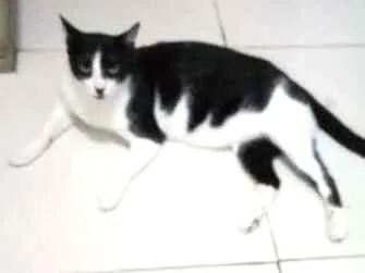 Gato ra a srd idade 7 a 11 meses nome Frajola