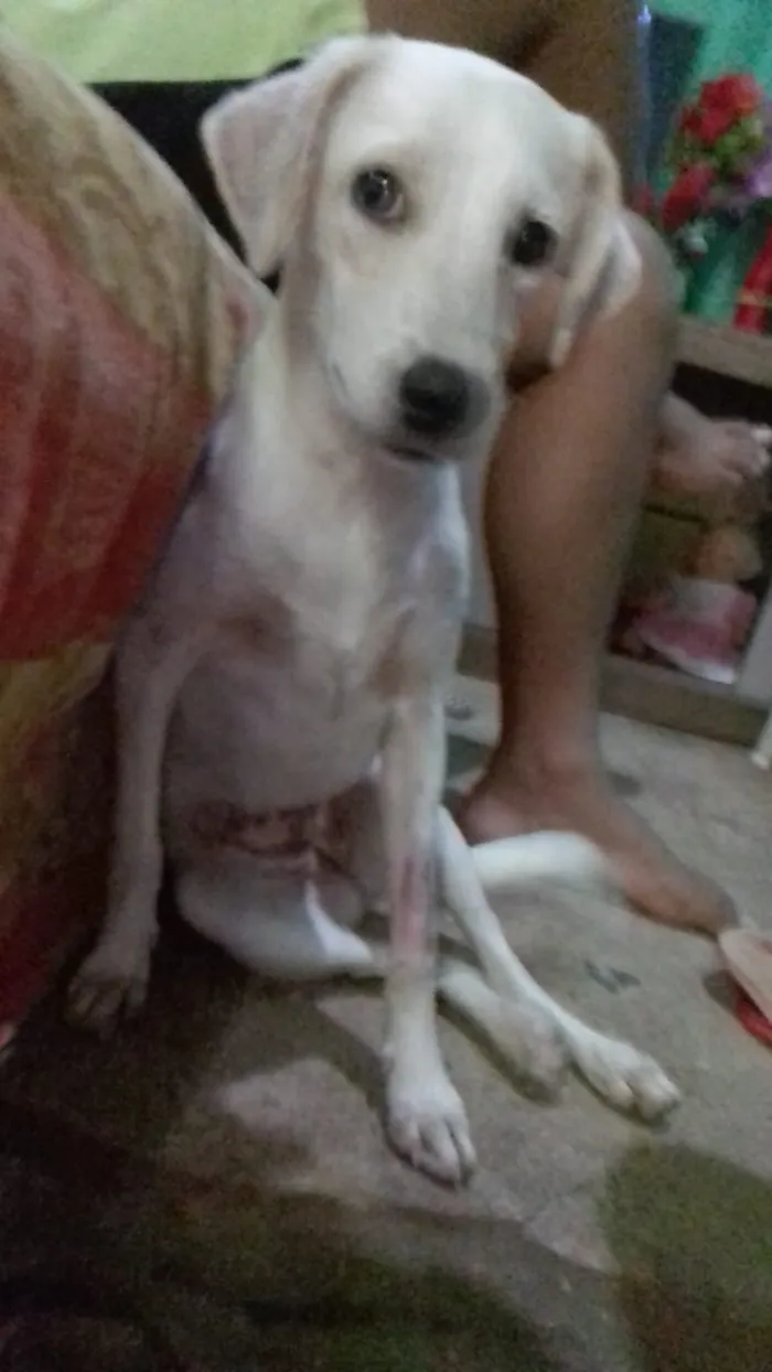 Cachorro ra a Vira lata idade 2 a 6 meses nome Camel