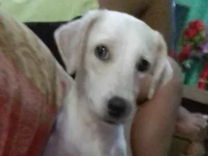 Cachorro raça Vira lata idade 2 a 6 meses nome Camel