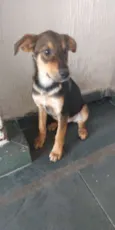 Adote