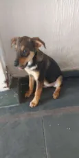 Adote