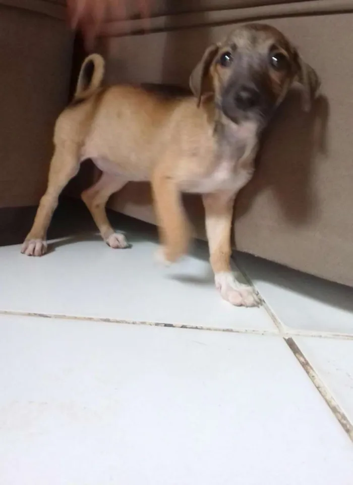 Cachorro ra a Beagle idade Abaixo de 2 meses nome Berê