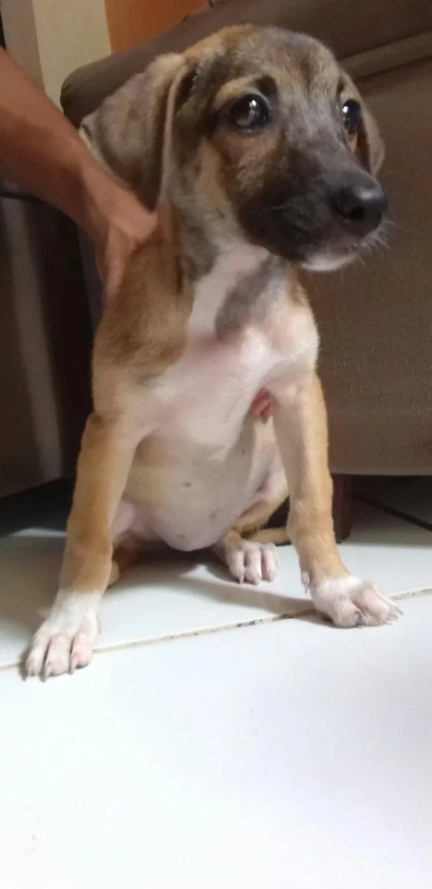 Cachorro ra a Beagle idade Abaixo de 2 meses nome Berê