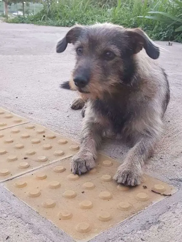 Cachorro ra a vira-latas idade 4 anos nome Marronzinho