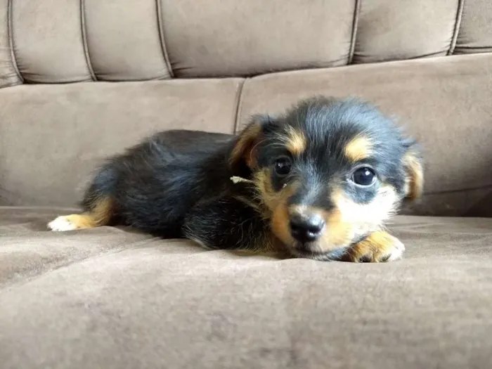 Cachorro ra a vira lata idade Abaixo de 2 meses nome filhotinhos da mel