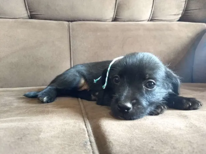 Cachorro ra a vira lata idade Abaixo de 2 meses nome filhotinhos da mel