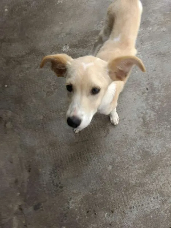 Cachorro ra a Não definida idade 7 a 11 meses nome Thor