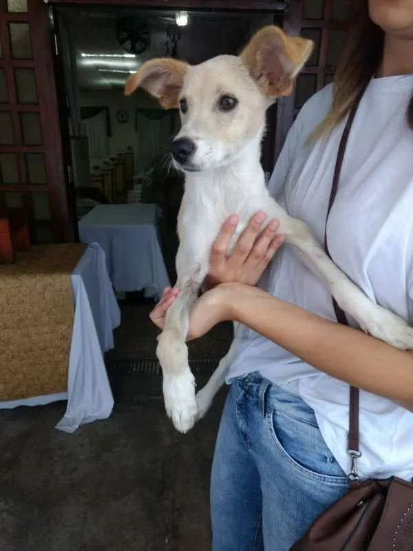 Cachorro ra a Não definida idade 7 a 11 meses nome Thor