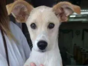 Cachorro raça Não definida idade 7 a 11 meses nome Thor