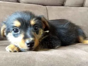 Cachorro raça vira lata idade Abaixo de 2 meses nome filhotinhos da mel
