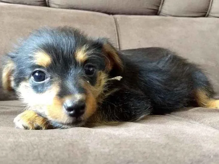 Cachorro ra a vira lata idade Abaixo de 2 meses nome filhotinhos da mel