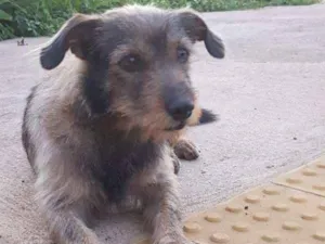 Cachorro raça vira-latas idade 4 anos nome Marronzinho