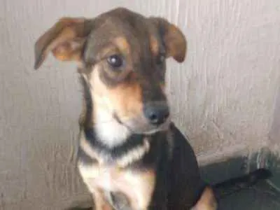 Cachorro ra a Não definida idade 2 a 6 meses nome Adote