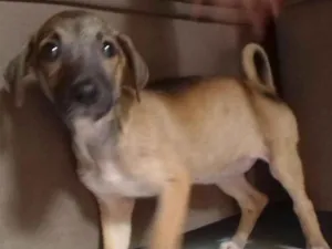 Cachorro raça Beagle idade Abaixo de 2 meses nome Berê