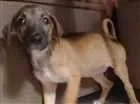 Cachorro raça Beagle idade Abaixo de 2 meses nome Berê