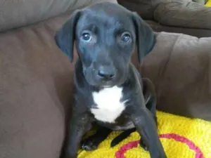 Cachorro raça Vira lata idade 2 a 6 meses nome Sem nome