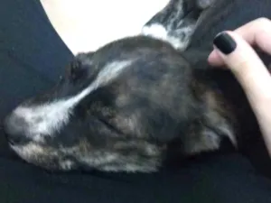 Cachorro raça Sem raça definida idade 2 a 6 meses nome Sem nome 