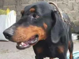 Cachorro raça Doberman idade 6 ou mais anos nome Thor 