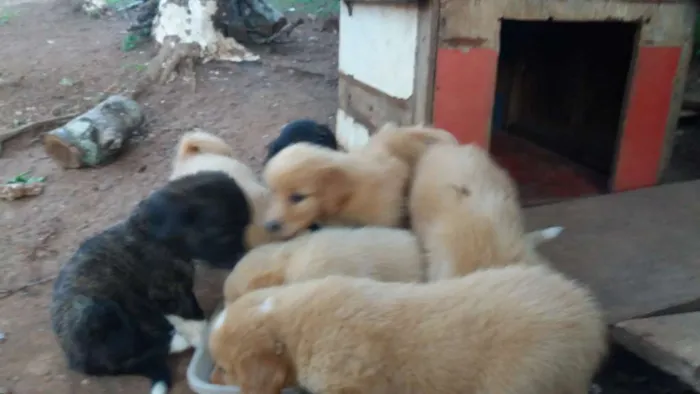 Cachorro ra a vira lata idade 1 ano nome sem nome